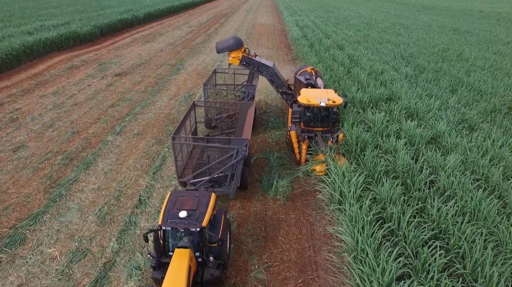 Produção de cana-de-açúcar é estimada em 689,8 milhões de toneladas na safra 2024/2025