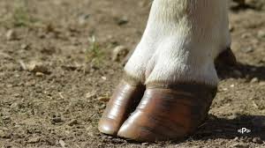 Índia abre mercado para derivados de ossos bovinos e chifres e cascos do Brasil