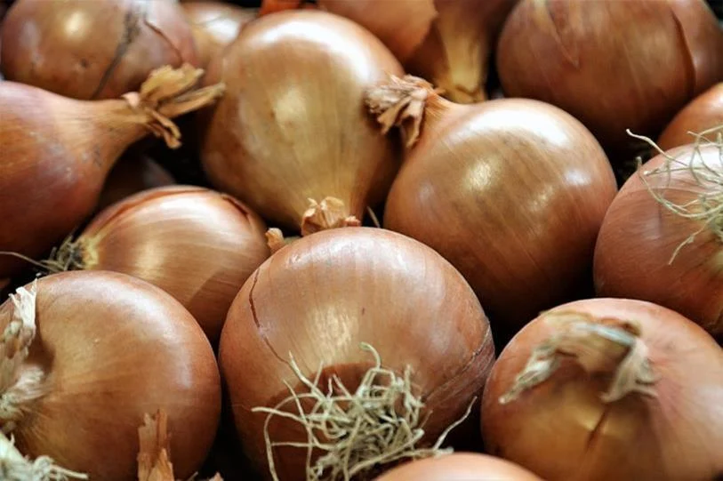 Safra de cebola em SC termina com boa produção, mas rentabilidade fraca marca o ciclo