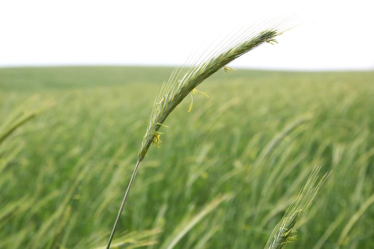 Secretaria de Agricultura de Santa Catarina incentiva produtores com ações direcionadas às culturas de inverno