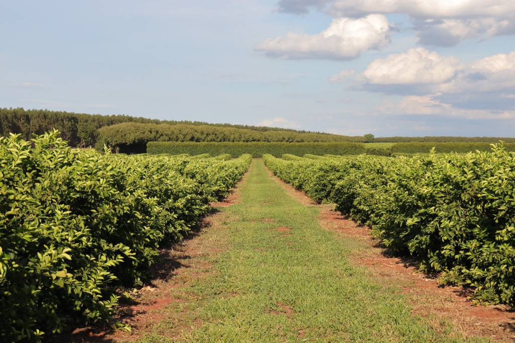 Nova fronteira agrícola: Citricultura injeta R$ 2,4 bilhões e diversifica base produtiva em Mato Grosso do Sul