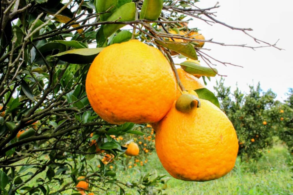 Citricultura cresce em Minas Gerais