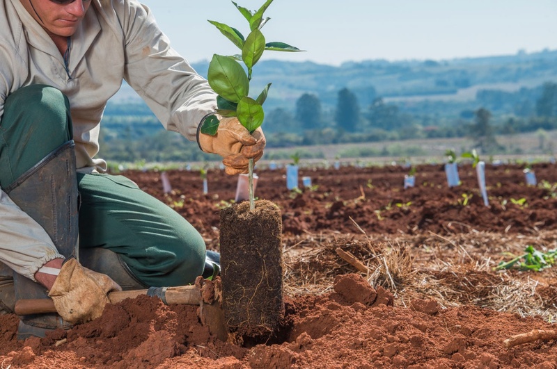  Citrosuco lança 3ª edição do Nutrir +, único programa de aceleração focado em agricultura regenerativa do Brasil