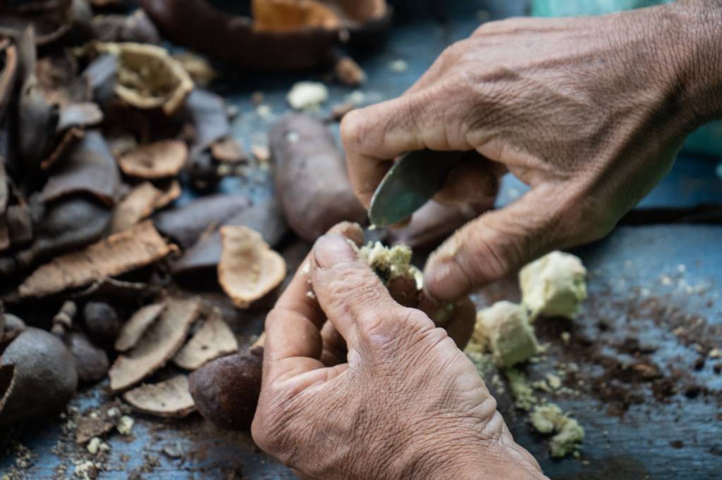 Da coleta à transformação: como o Cerrado está devolvendo vida e oportunidades às famílias de coletores de sementes