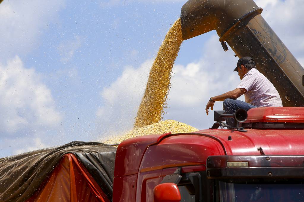 Produtor de milho paranaense recebe 12% a mais que em agosto de 2023