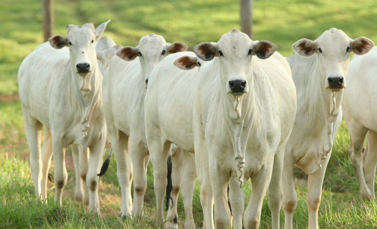 Abertura de mercado para bovinos e bubalinos vivos do Brasil para o Togo