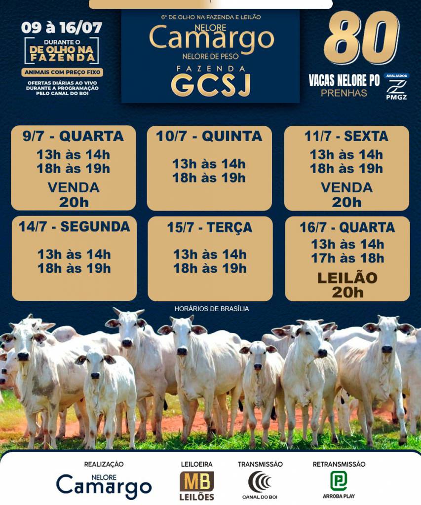 6° De Olho na Fazenda Nelore Camargo vende a preço fixo vacas nelore PO prenhas no Canal do Boi