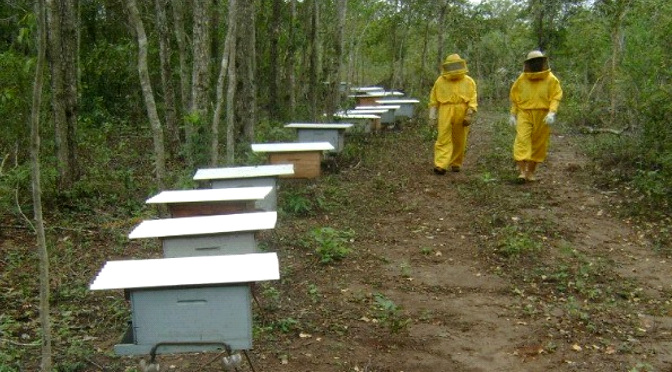 Expansão das florestas plantadas e chegada da citricultura podem impulsionar produção de mel em MS