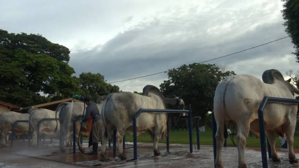 Mapa publica novas regras de comercialização de sêmen em centrais