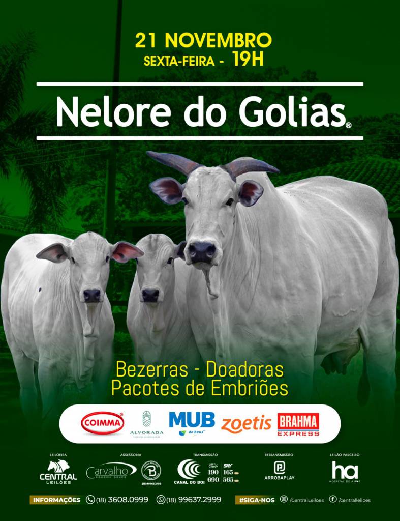 Leilão Nelore do Golias hoje às 19h no Canal do Boi 