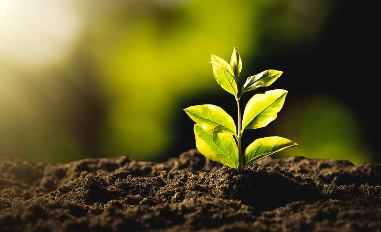 América Latina e Caribe unem forças por agricultura sustentável na COP30