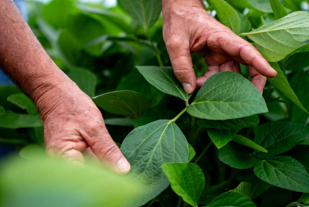 Irregularidade climática impacta início da safra em Primavera do Leste e Paranatinga