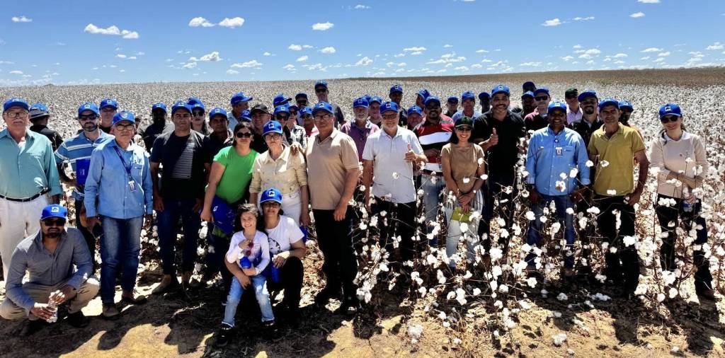 Abapa intensifica ações no combate ao Bicudo do Algodoeiro no sudoeste da Bahia