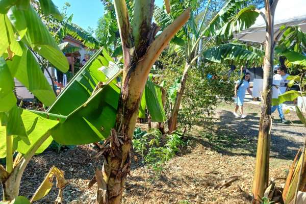 Expointer 2025: Sistema Agroflorestal é alternativa para a produção de alimento saudável e sustentável