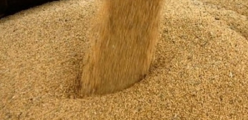 Ovos: Bunge e Mantiqueira fecham acordo para fornecimento de farelo de soja