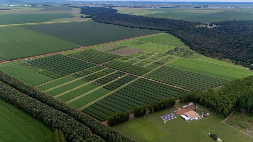 Resultados das pesquisas do CTECNO Parecis da 2ª safra 24/25 destacam produtividade e manejo sustentável