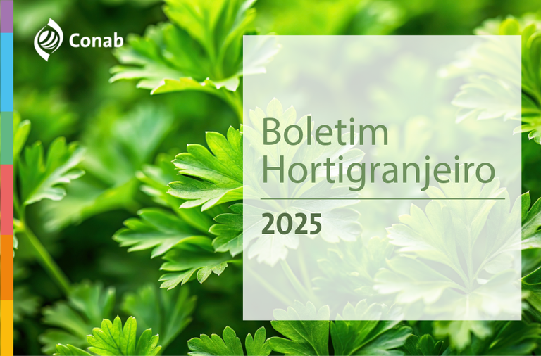 Boletim da Conab verifica queda acentuada de preços do tomate no atacado nos primeiros dias de setembro