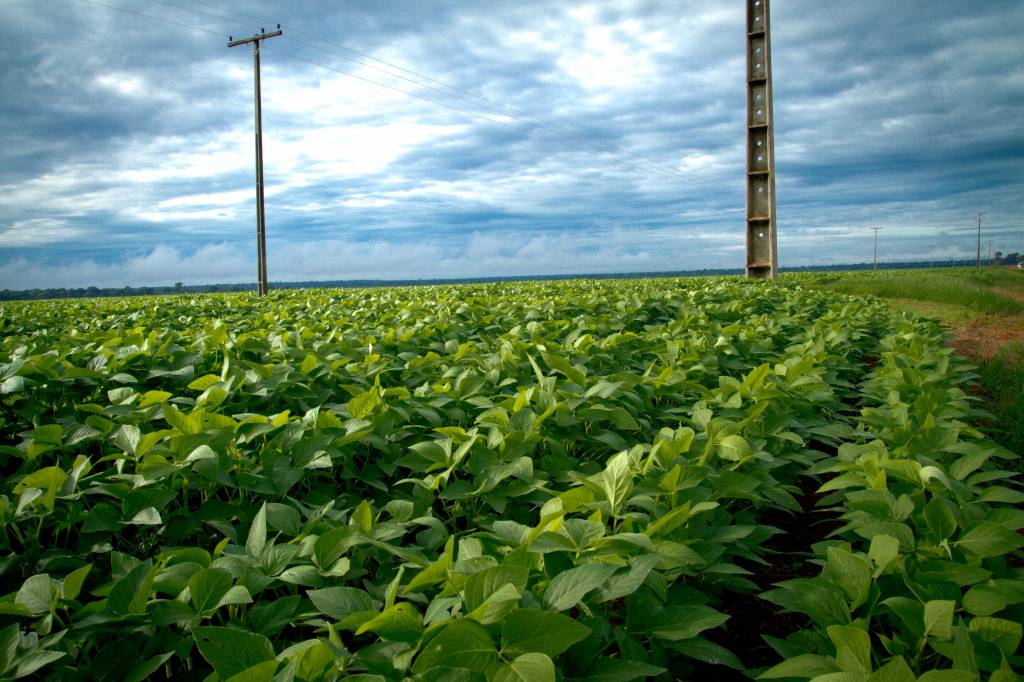 Projeto piloto da Aprosoja MT agiliza atendimento de produtores com concessionária de energia elétrica