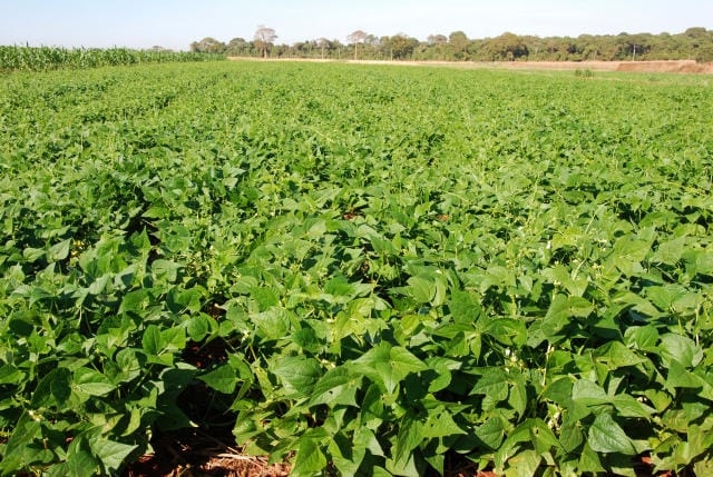 Feijão mineiro: medida sanitária protege lavouras e impulsiona a economia do setor