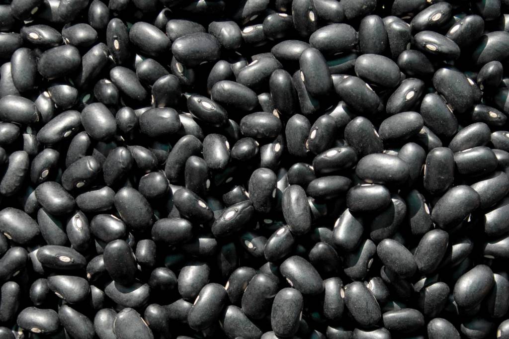 Sementes de feijão preto desenvolvidas no Paraná são destaque em congresso internacional