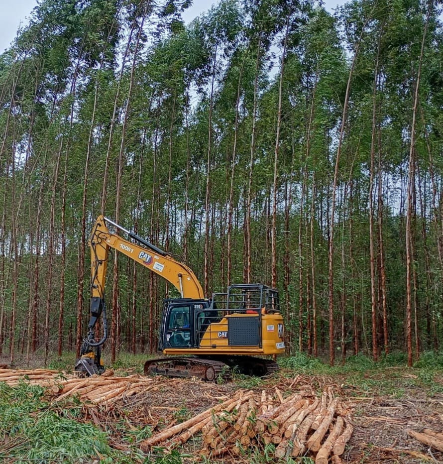 MS Florestal reabre vagas de trainee e reforça oportunidades de carreira em Água Clara