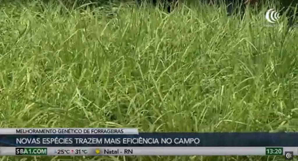 Novas espécies de forrageiras trazem mais eficiência no campo