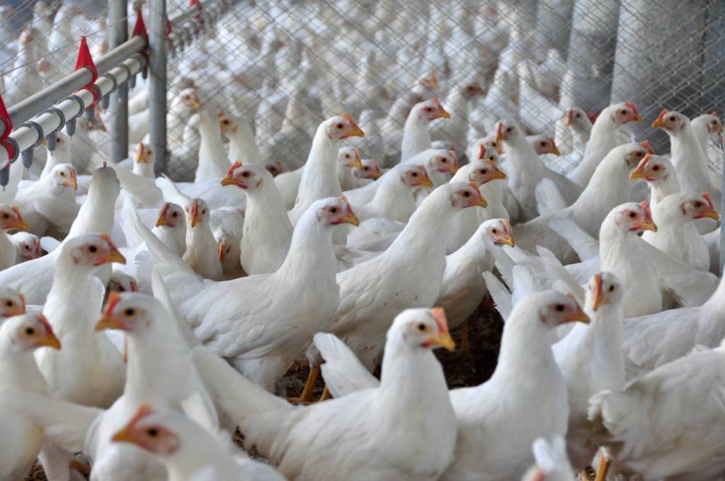 Santa Catarina emite alerta máximo para avicultura após foco de gripe aviária no RS