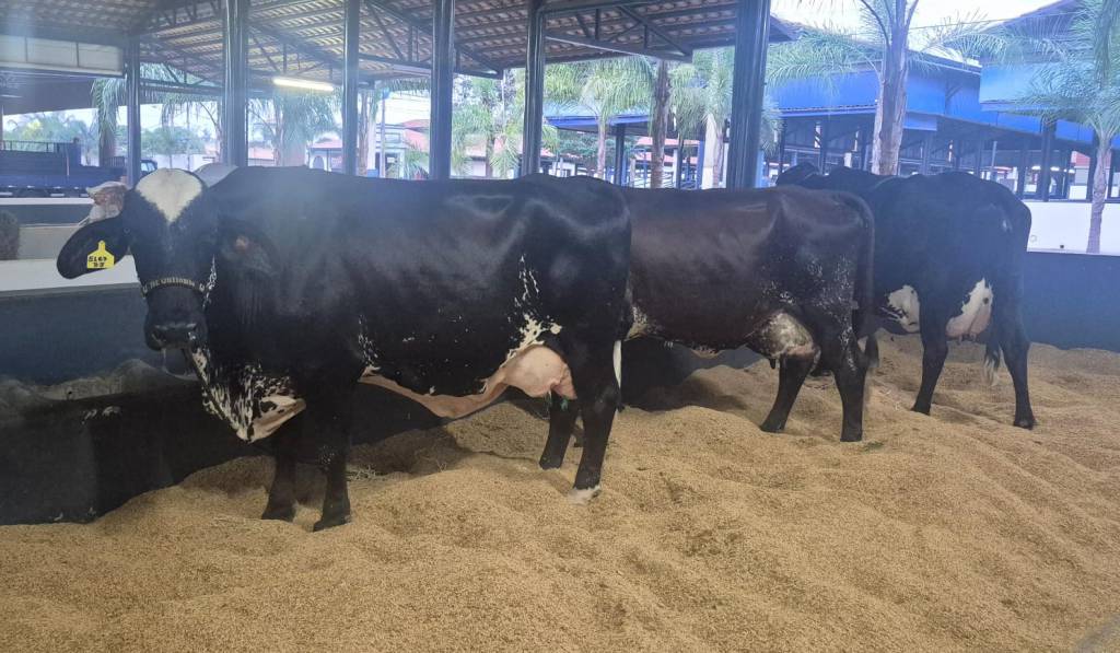 3ª Expoleite recebe primeiros animais Girolando