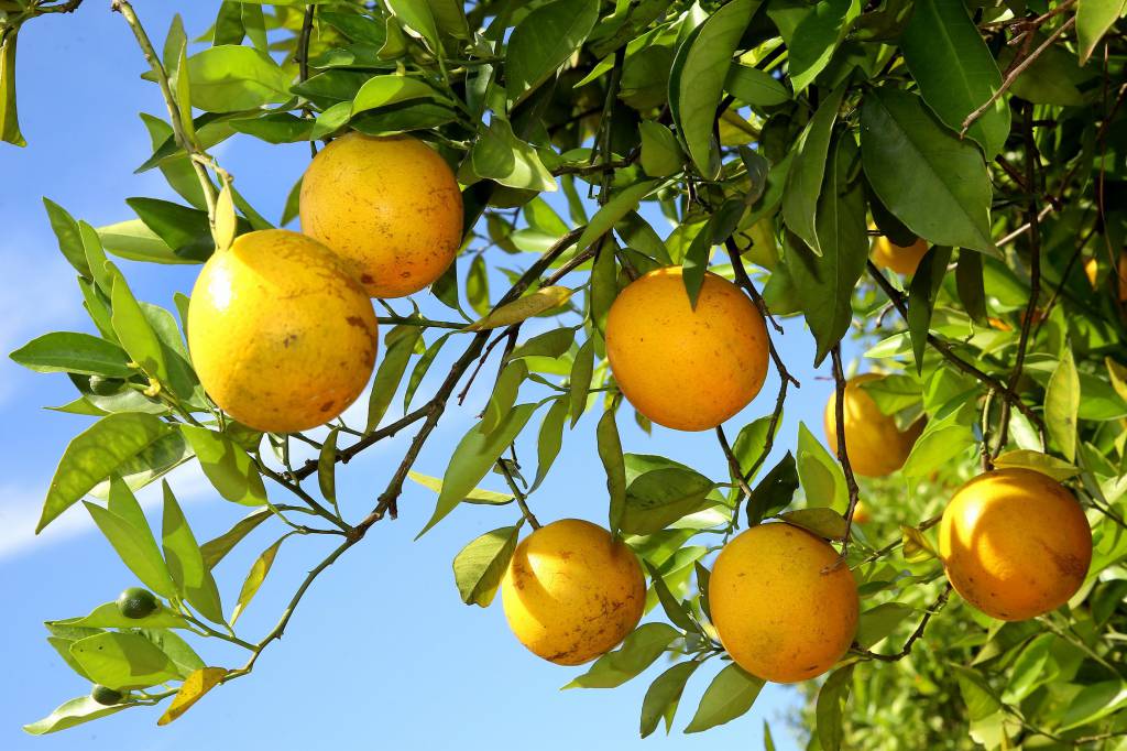 Estoque de passagem de suco pode somar volume mais confortável em 25/26