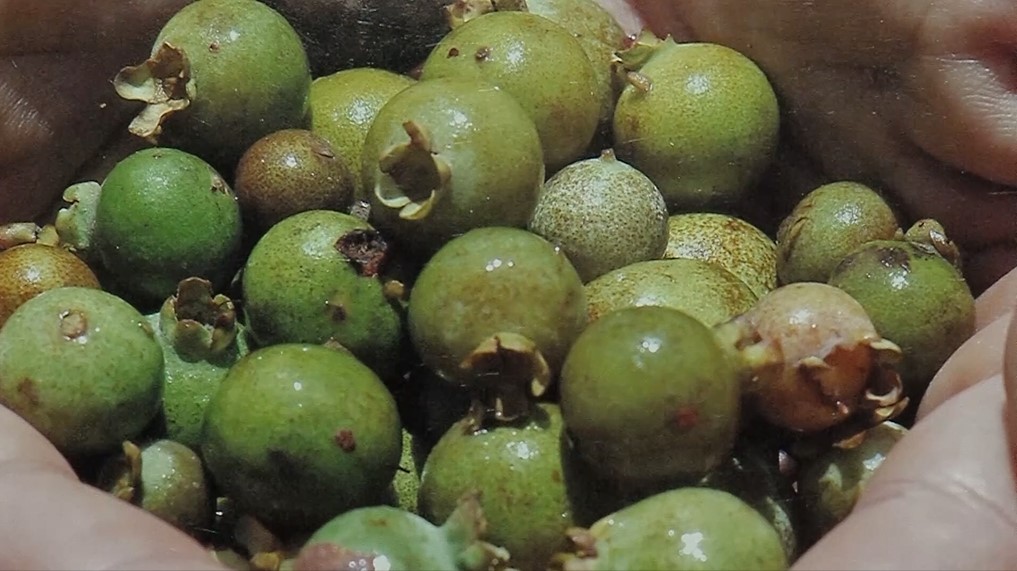 Campo Grande será palco de seminário sobre produção de guavira em MS
