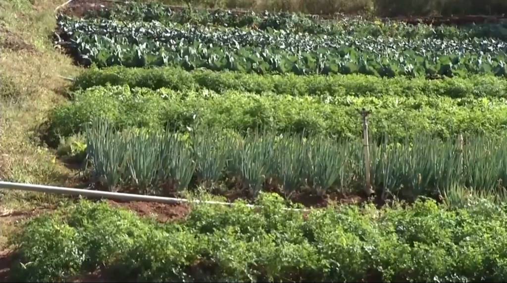 Fortes chuvas no RS prejudicam frutas e hortaliças