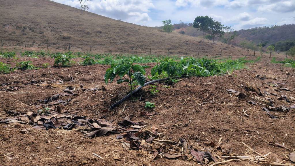 Projeto integra pecuária leiteira e cafeicultura