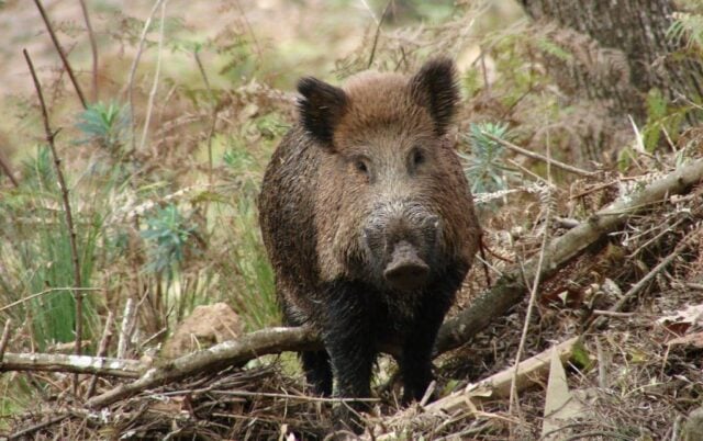 Manejo sustentável dos javalis é autorizado em Santa Catarina