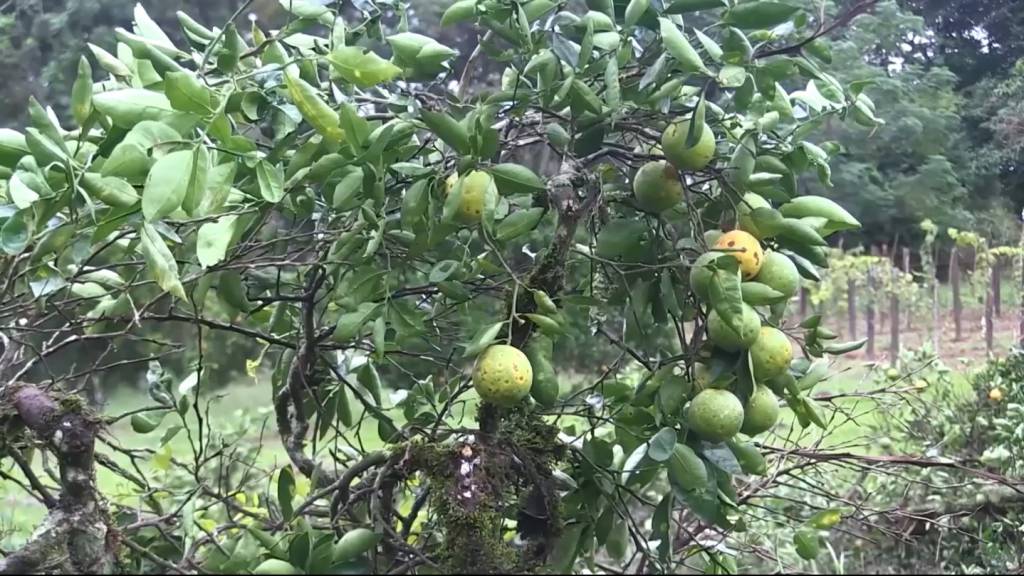 Greening ameça 50% das áreas do cinturão de SP e MG