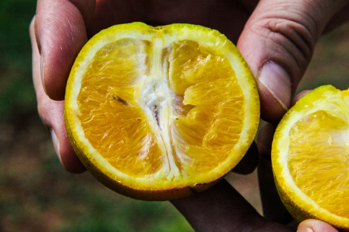 Governo de SP vai investir mais de R$ 3,5 milhões no combate ao Greening