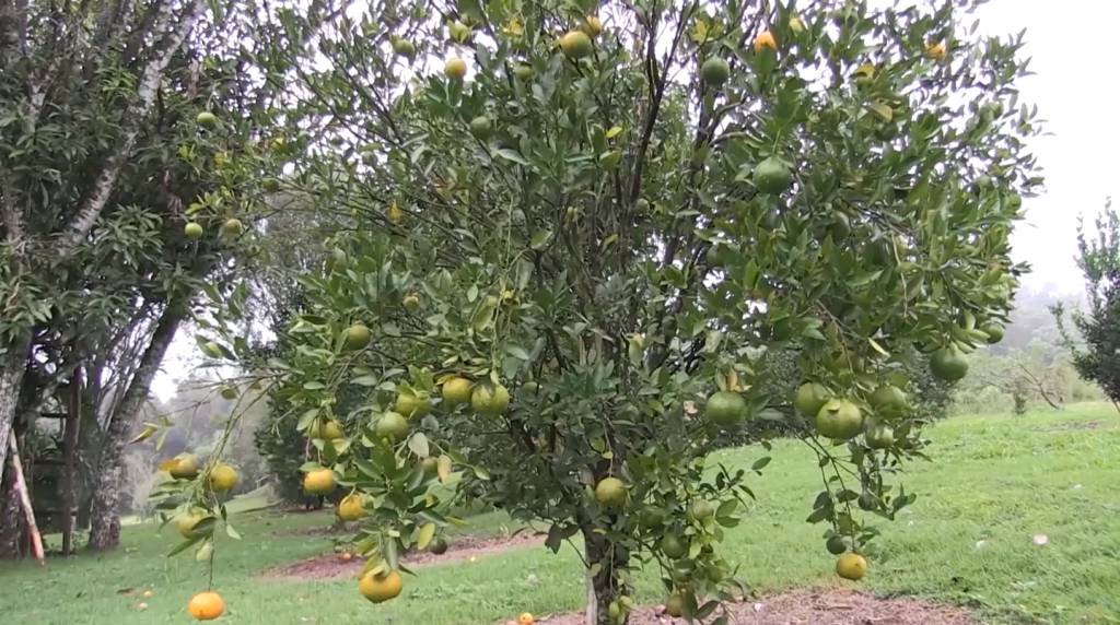 Clima desfavorável e greening resultam em menor colheita de laranja desde 88/89
