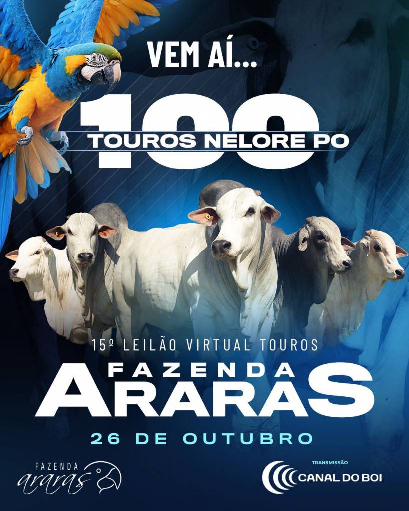 Leilão Virtual Touros Fazenda Araras hoje no Canal do Boi