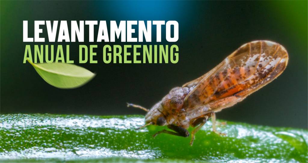 Greening atinge 47,6% das laranjeiras, mas ritmo de crescimento desacelera pelo segundo ano consecutivo