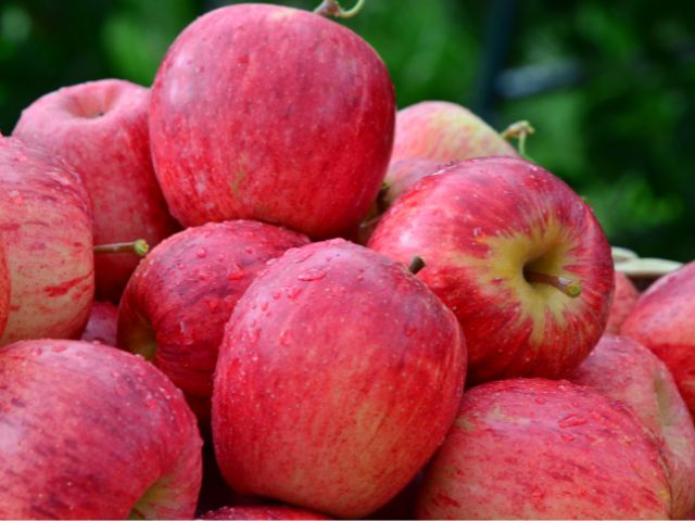 50 anos de pesquisa da Epagri transformam o Brasil de importador a exportador de maçã