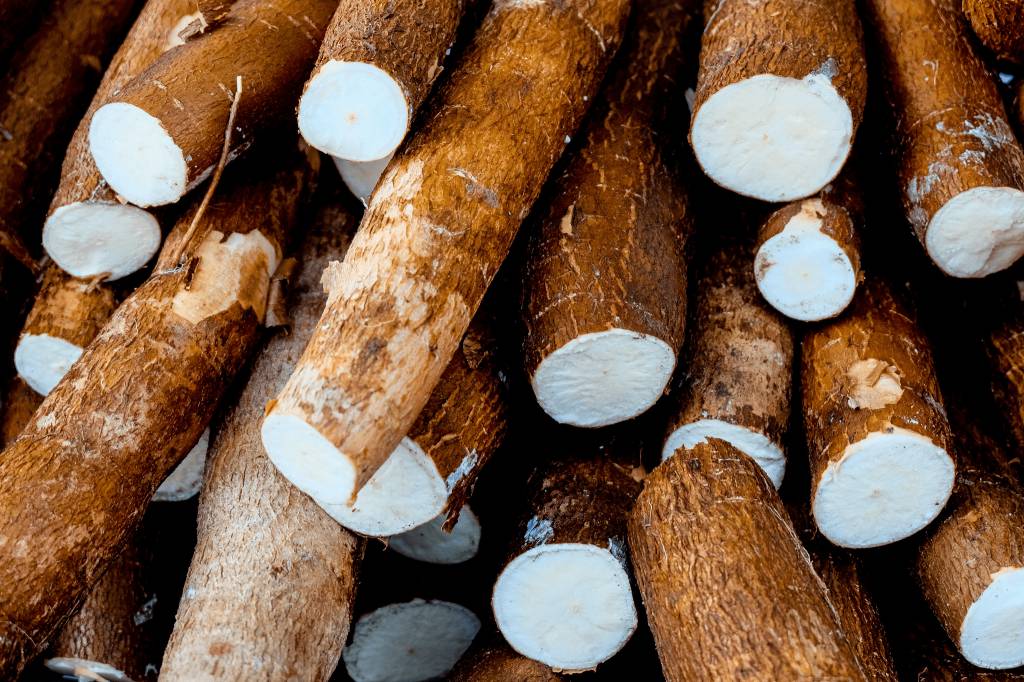 Moagem de mandioca cresce no 1º quadrimestre, mas avança pouco em abril com menor oferta e clima desfavorável