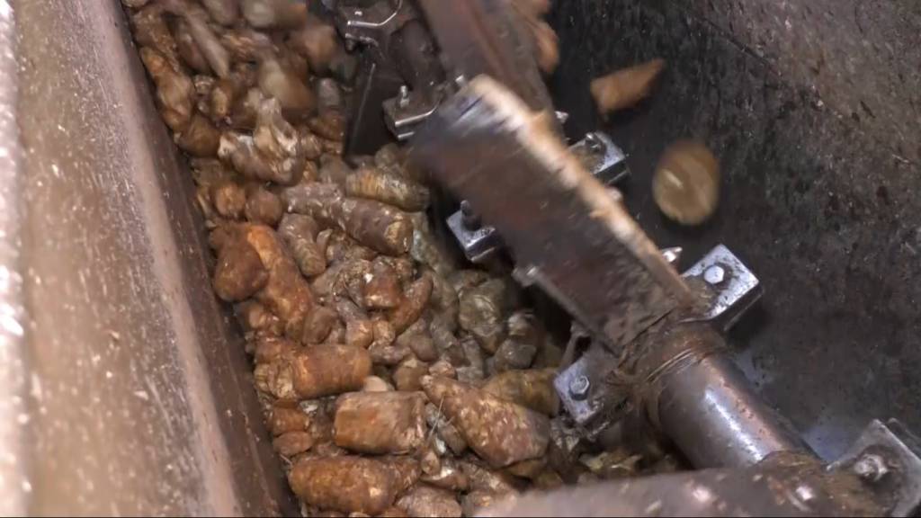 Moagem das fecularias cresce no Centro-Sul do país