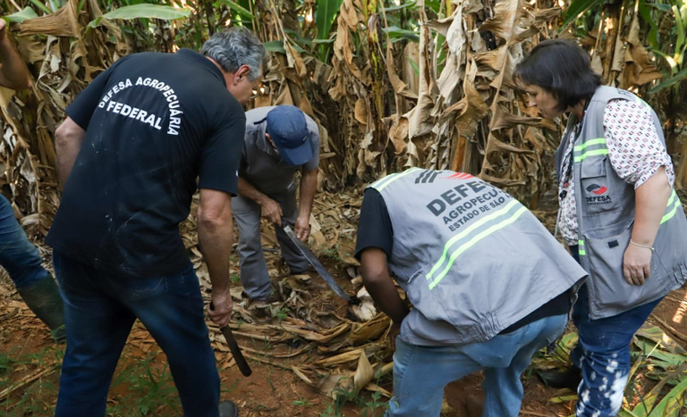 Mapa visita propriedades paulistas para orientar sobre doença que ameaça produção de bananas
