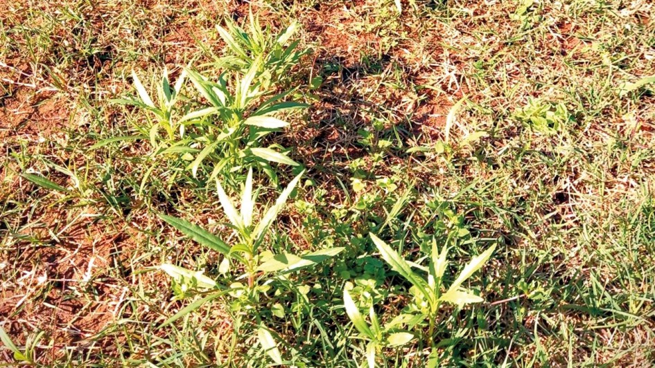 Infestação de maria-mole e o risco da intoxicação em bovinos é tema de comunicado técnico da Secretaria da Agricultura