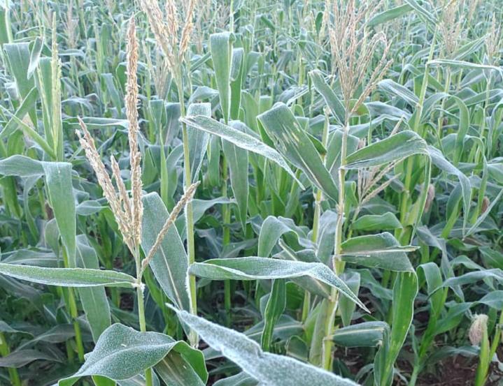 Frente fria e risco de geada podem afetar produção de milho no Brasil