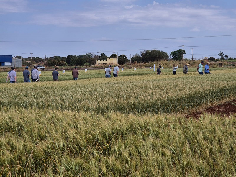 Pesquisa e mercado impulsionam trigo em Mato Grosso do Sul