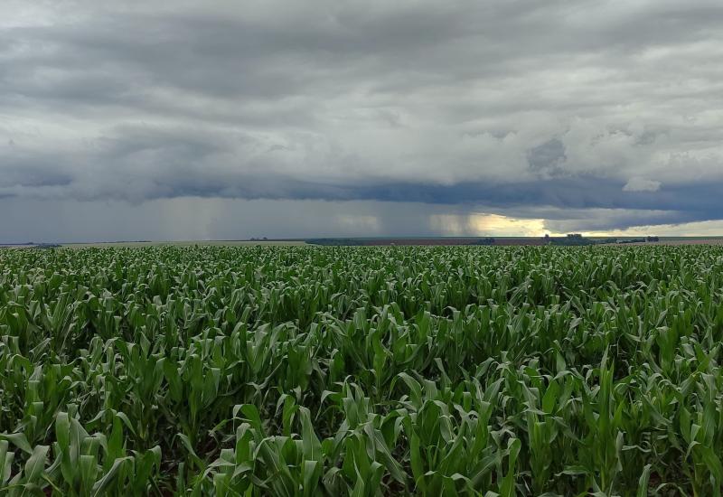 Sem El Niño e La Niña, produtores de MS enfrentam desafio no planejamento das atividades agrícolas