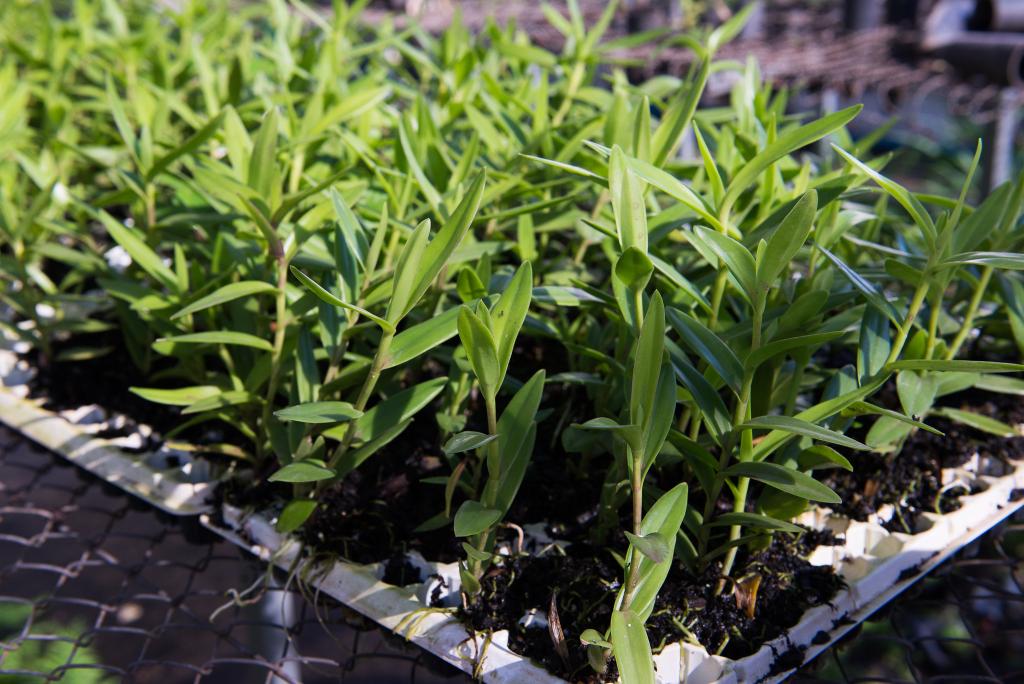 Governo de MT apoia mulheres do campo com 15 mil mudas de banana e kits para cultivo irrigado da fruta