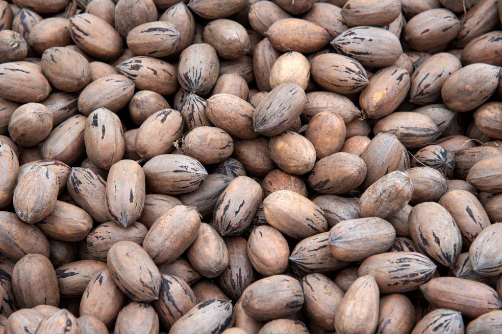 Encontro Nacional da Pecanicultura acontece em novembro em Cachoeira do Sul