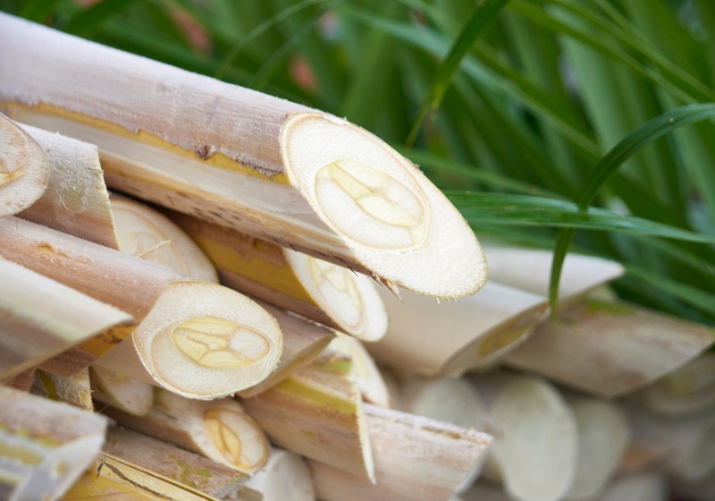 Com o palmito pupunha, São Paulo chega a 9 IGS do agro e totaliza 12 Indicações Geográficas