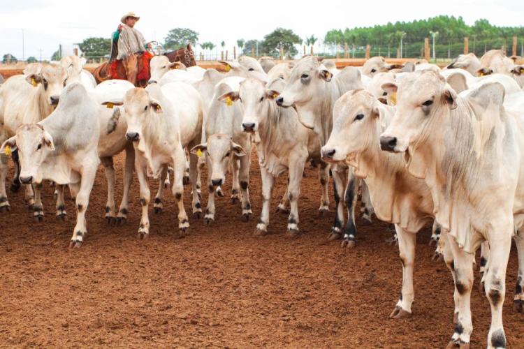 Retrospectiva: Avanços sanitários, novos programas e articulação política marcam o agro de Mato Grosso do Sul em 2025